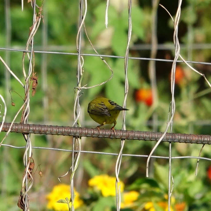 Wilson's Warbler - ML258300091