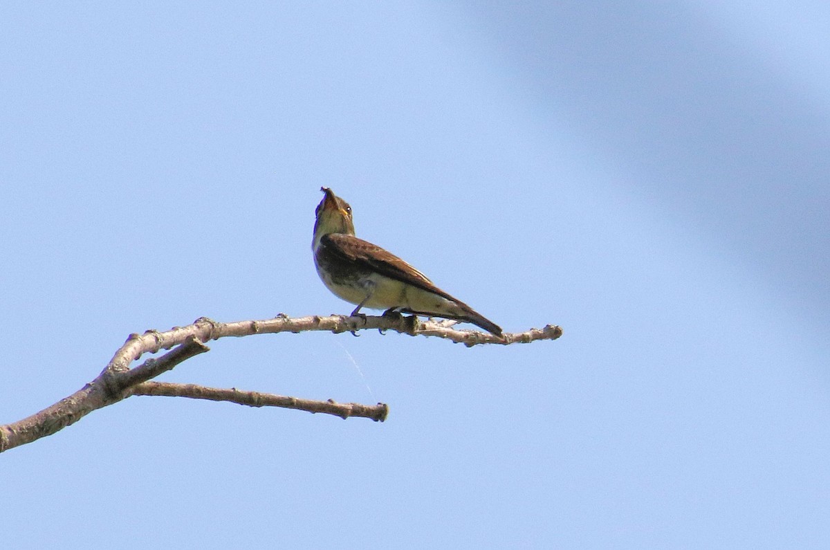 Olive-sided Flycatcher - ML258300551