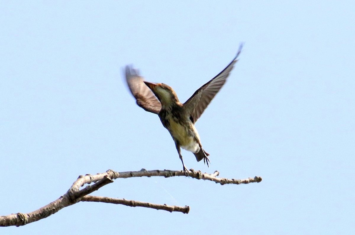 Olive-sided Flycatcher - ML258300731