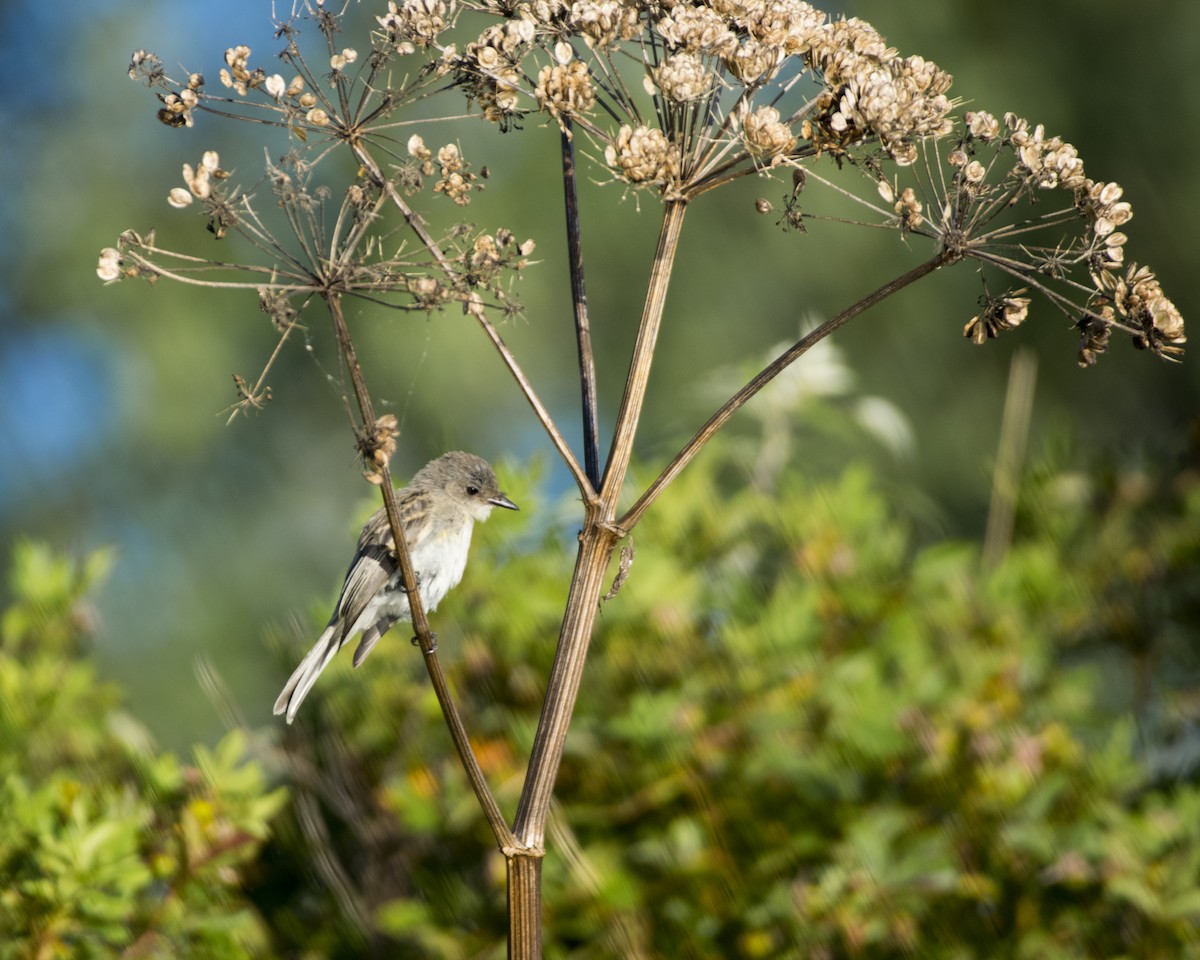 Eastern Phoebe - ML258301211