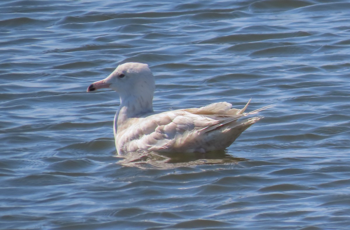 Glaucous Gull - ML258301431