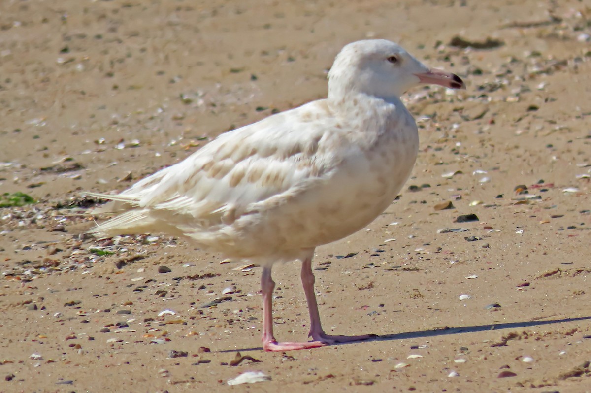 Glaucous Gull - ML258301441