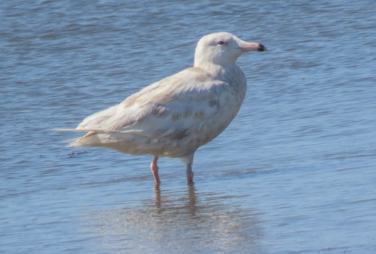 Glaucous Gull - ML258301461