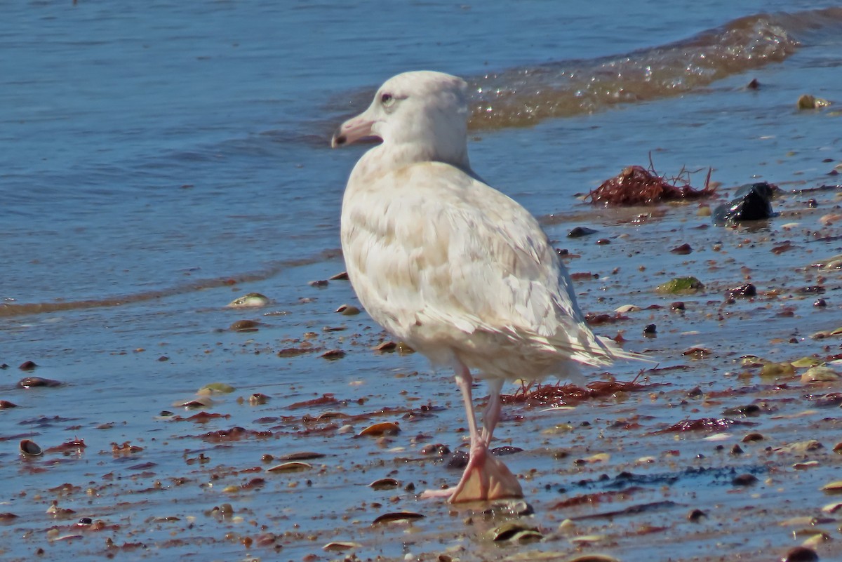 Glaucous Gull - ML258301471