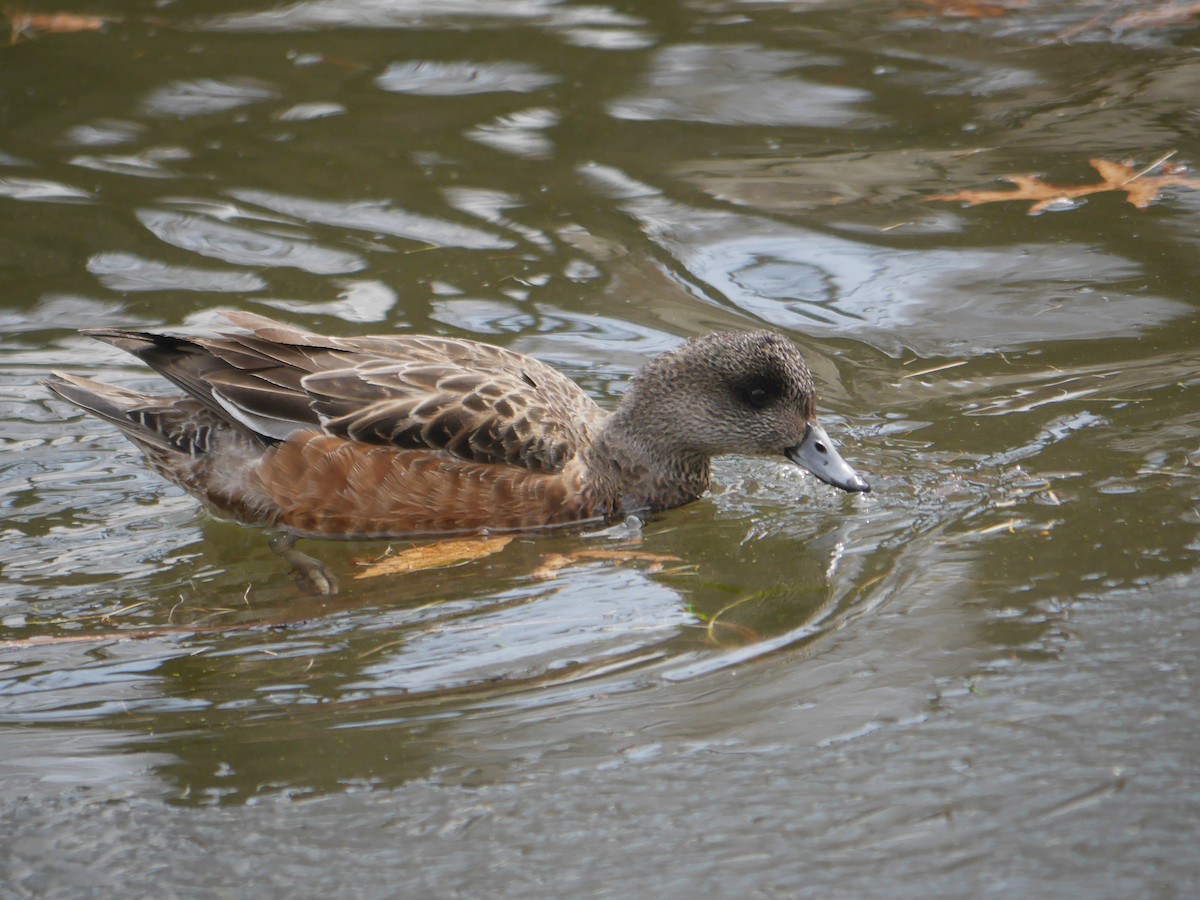 American Wigeon - ML258301551