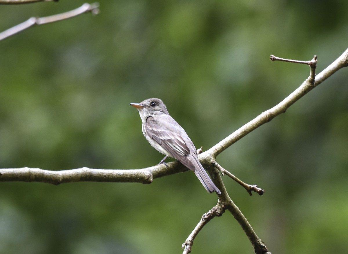 Eastern Wood-Pewee - ML258303011