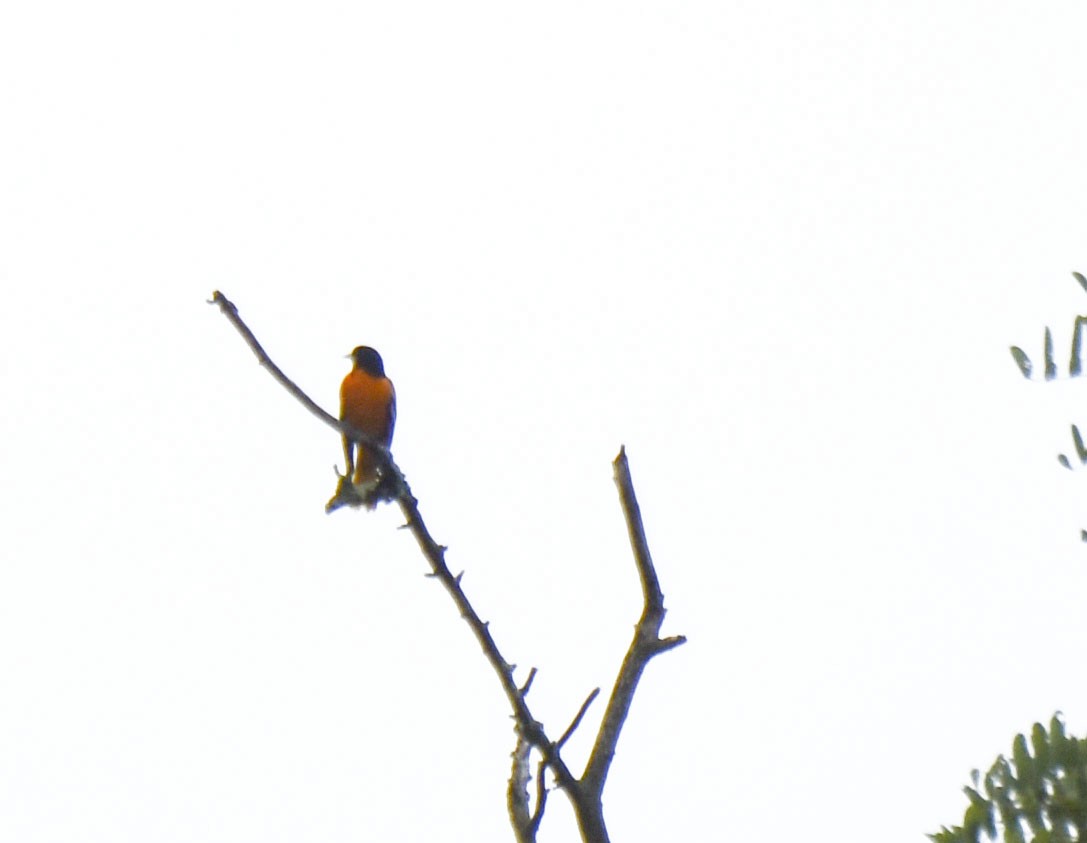 Baltimore Oriole - ML258303081