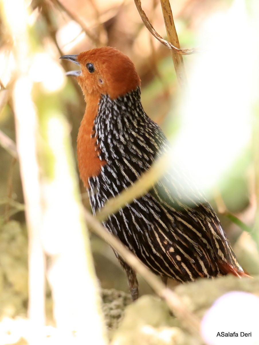 Madagascar Flufftail - Fanis Theofanopoulos (ASalafa Deri)