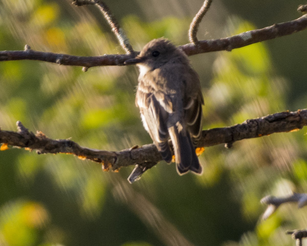 Eastern Phoebe - ML258303931