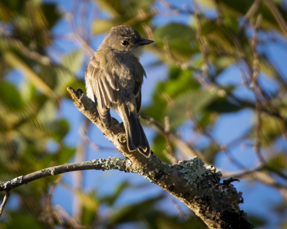 Eastern Phoebe - Susan Barnard