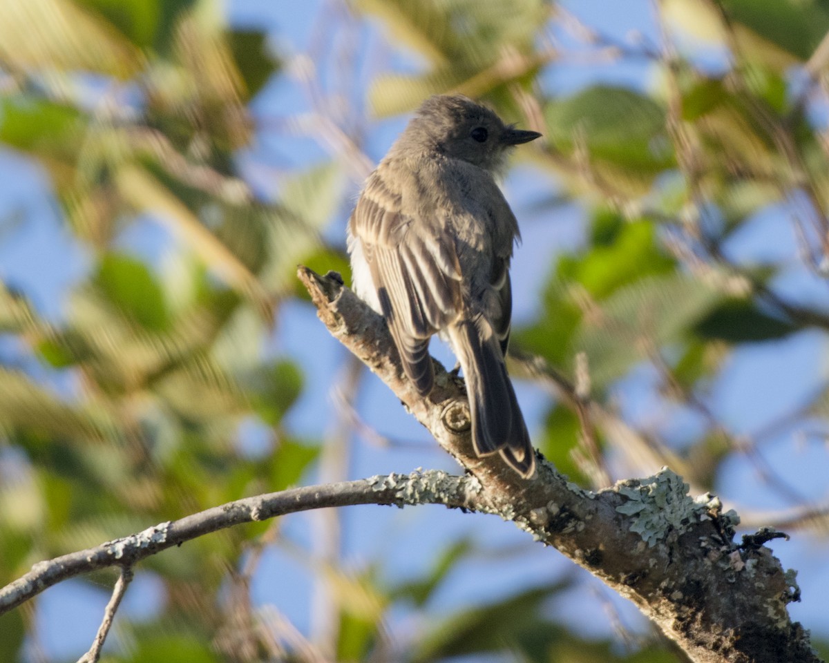 Eastern Phoebe - ML258304151