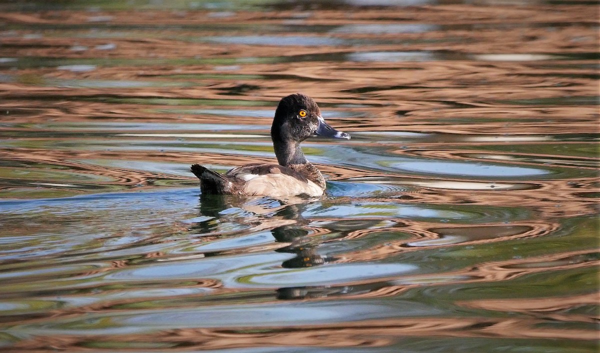 Ring-necked Duck - ML258305191