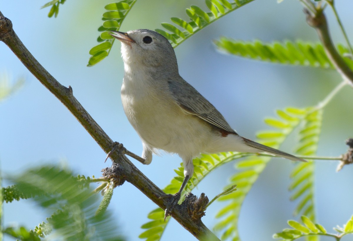 Lucy's Warbler - Chris Rohrer 🦜