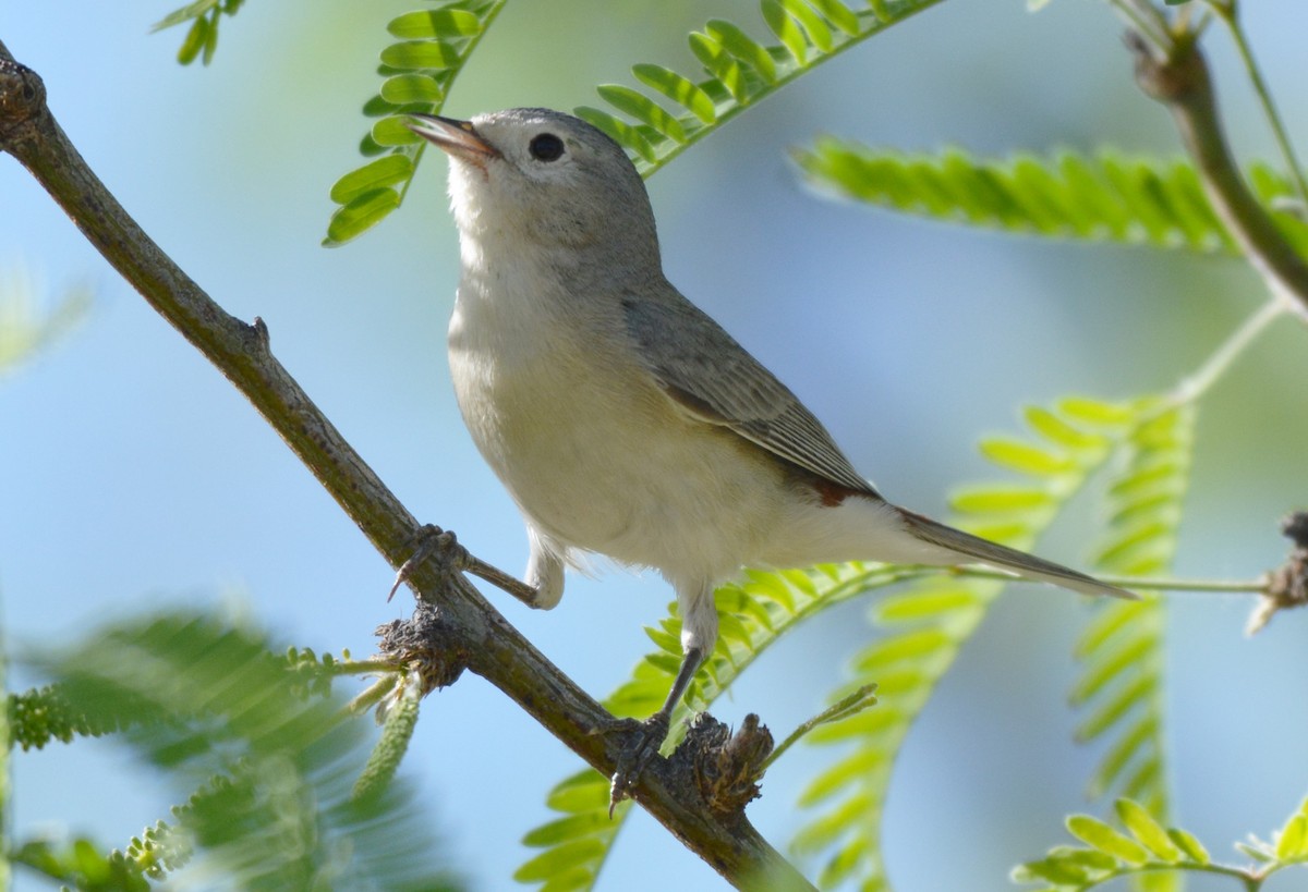 Lucy's Warbler - ML25830621