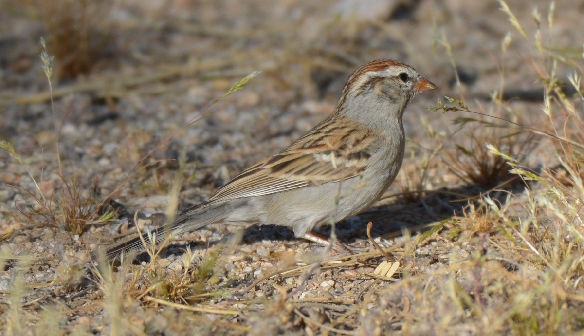 Chipping Sparrow - ML25830771