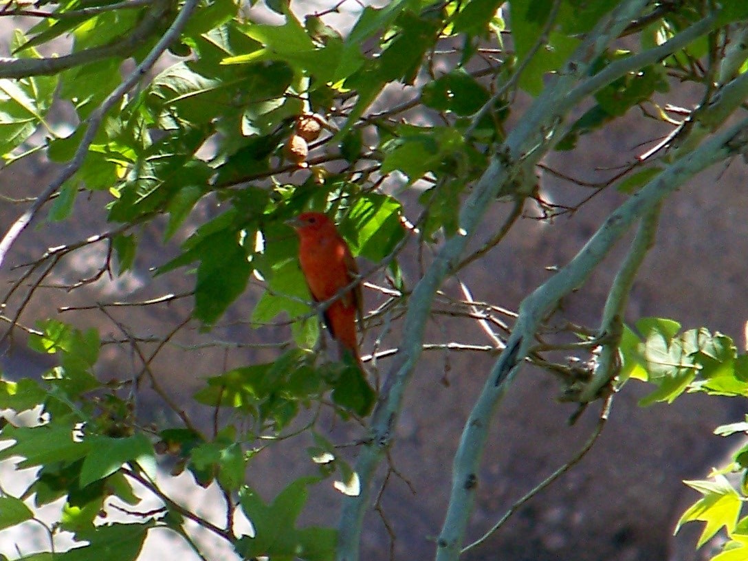 Summer Tanager - Zachary Perry