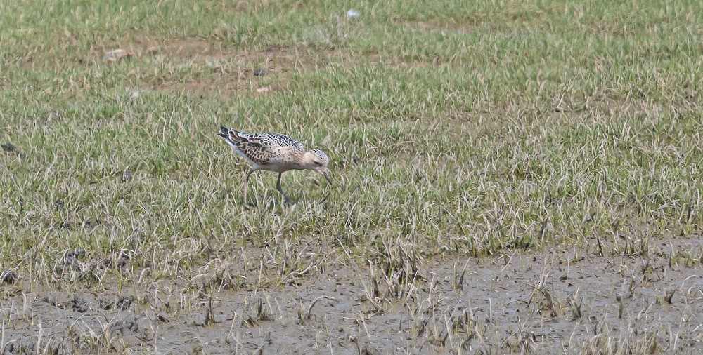 Buff-breasted Sandpiper - ML258309301