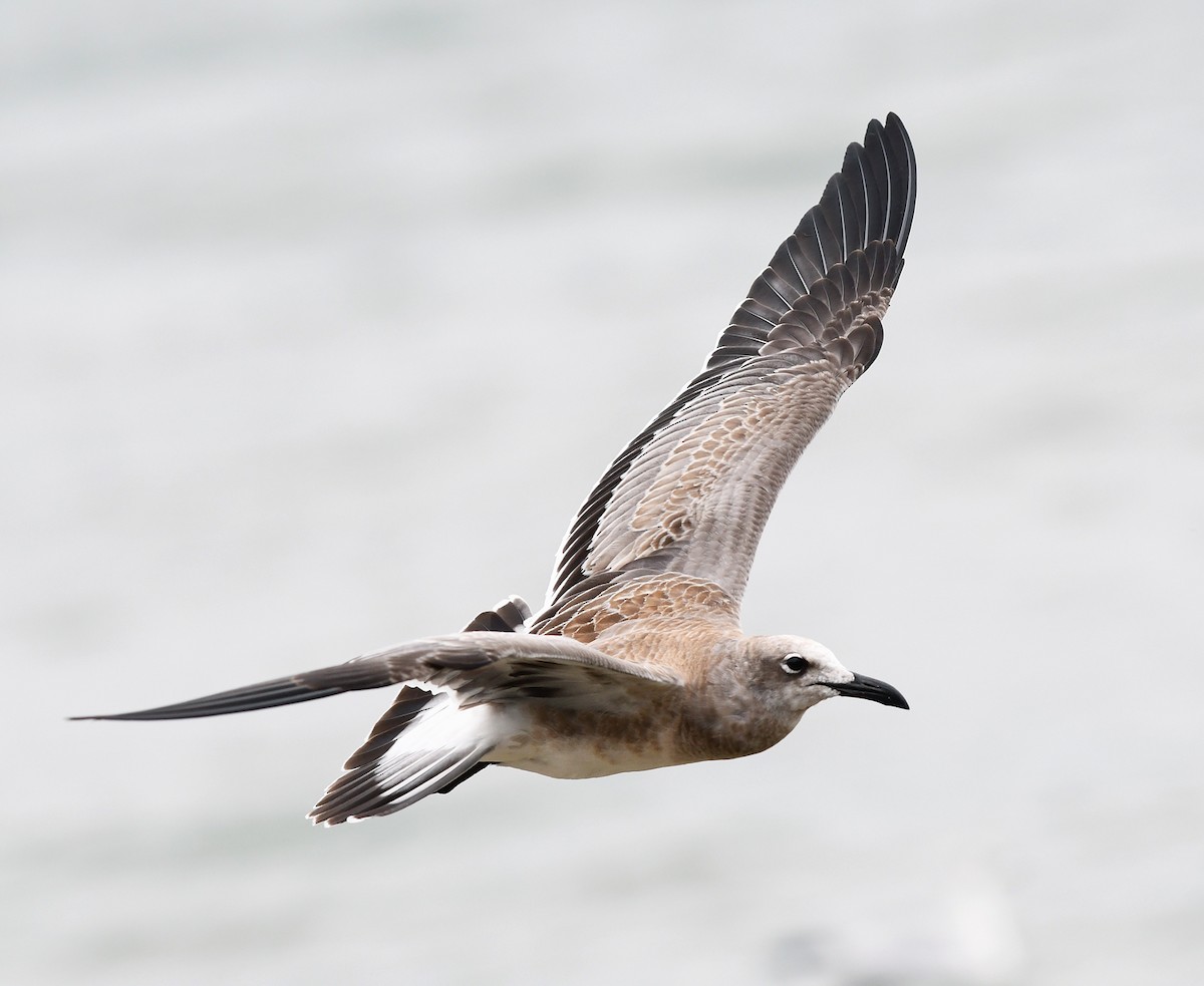 Laughing Gull - Joshua van der Meulen