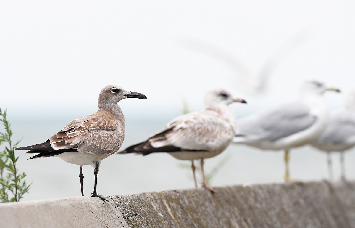 Laughing Gull - Joshua Vandermeulen