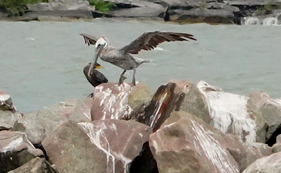 Brown Pelican - Gale VerHague