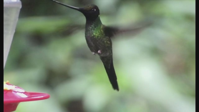 Colibrí Picoespada - ML258317861