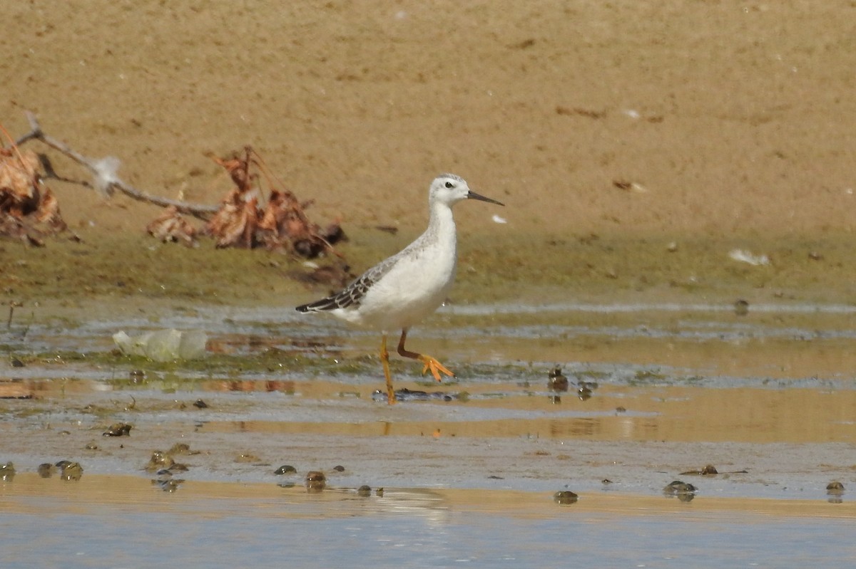 Wilson's Phalarope - ML258319461