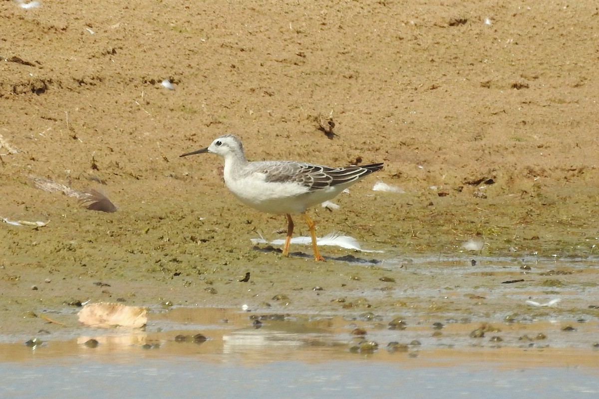 Wilson's Phalarope - ML258319481