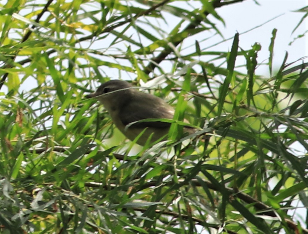 Warbling Vireo - ML258320171