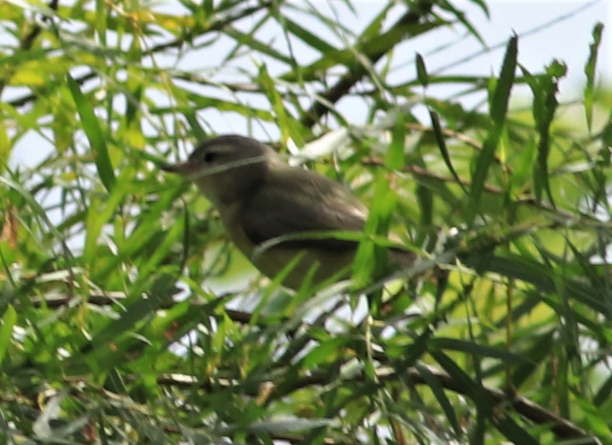 Warbling Vireo - Leo & Melissa Bachand