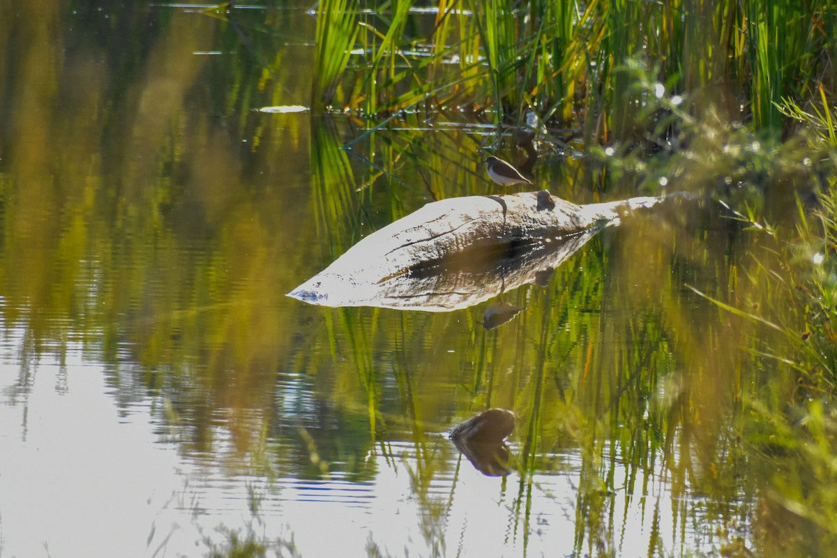 Spotted Sandpiper - ML258321961