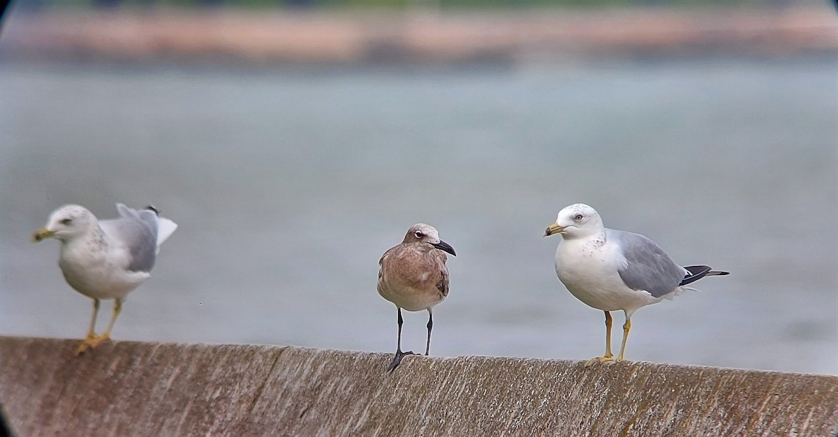 Laughing Gull - ML258324891