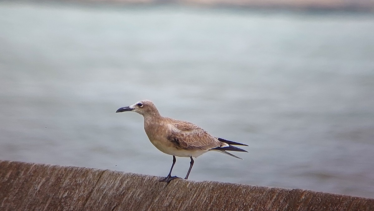 Laughing Gull - ML258324901