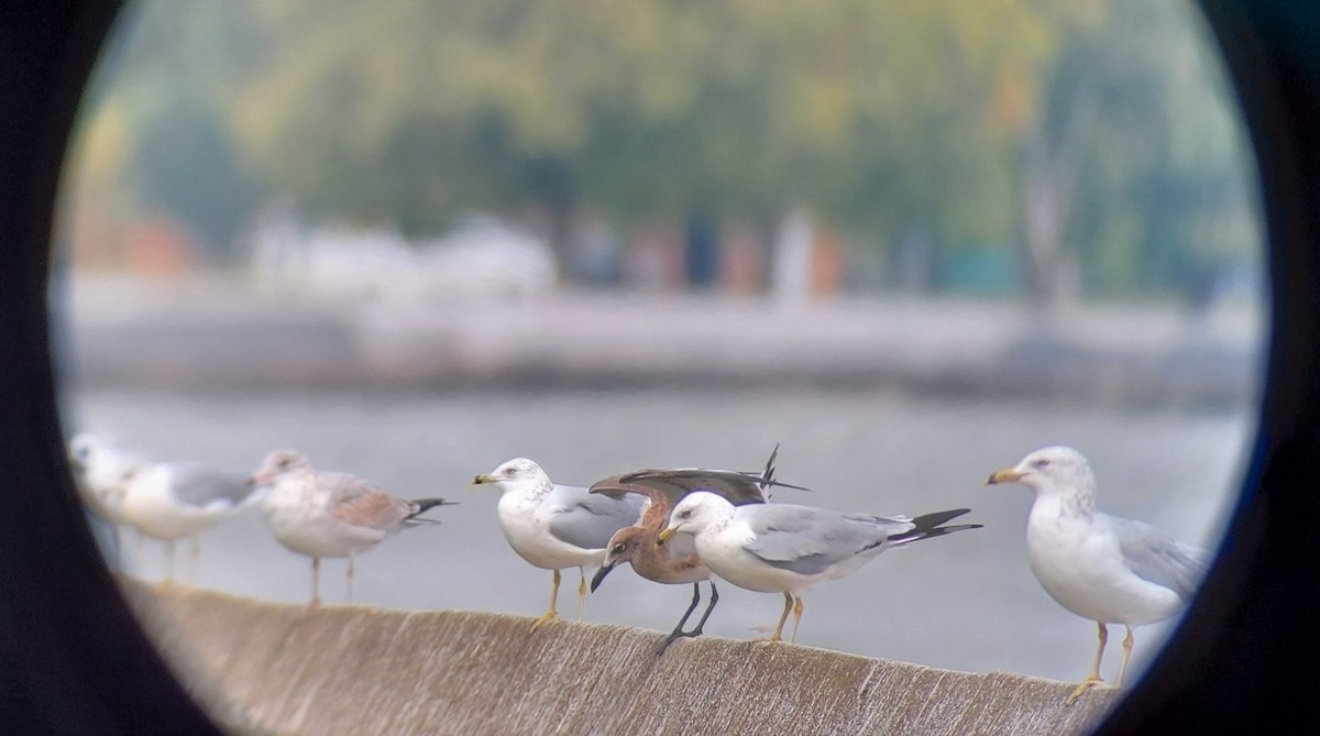 Laughing Gull - ML258325641