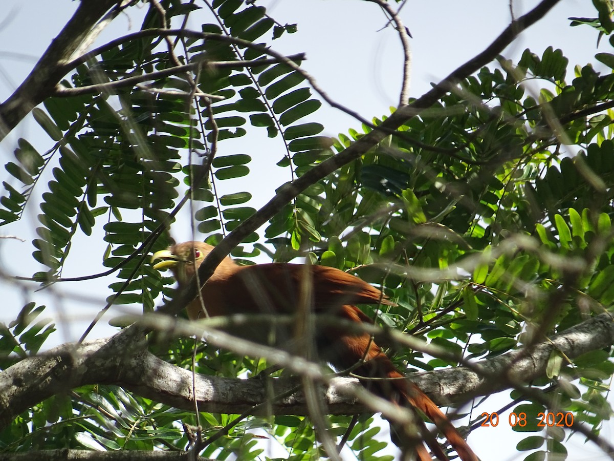 Squirrel Cuckoo - ML258328031