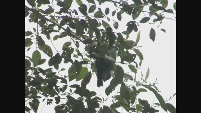 Red-billed Parrot - ML258329181