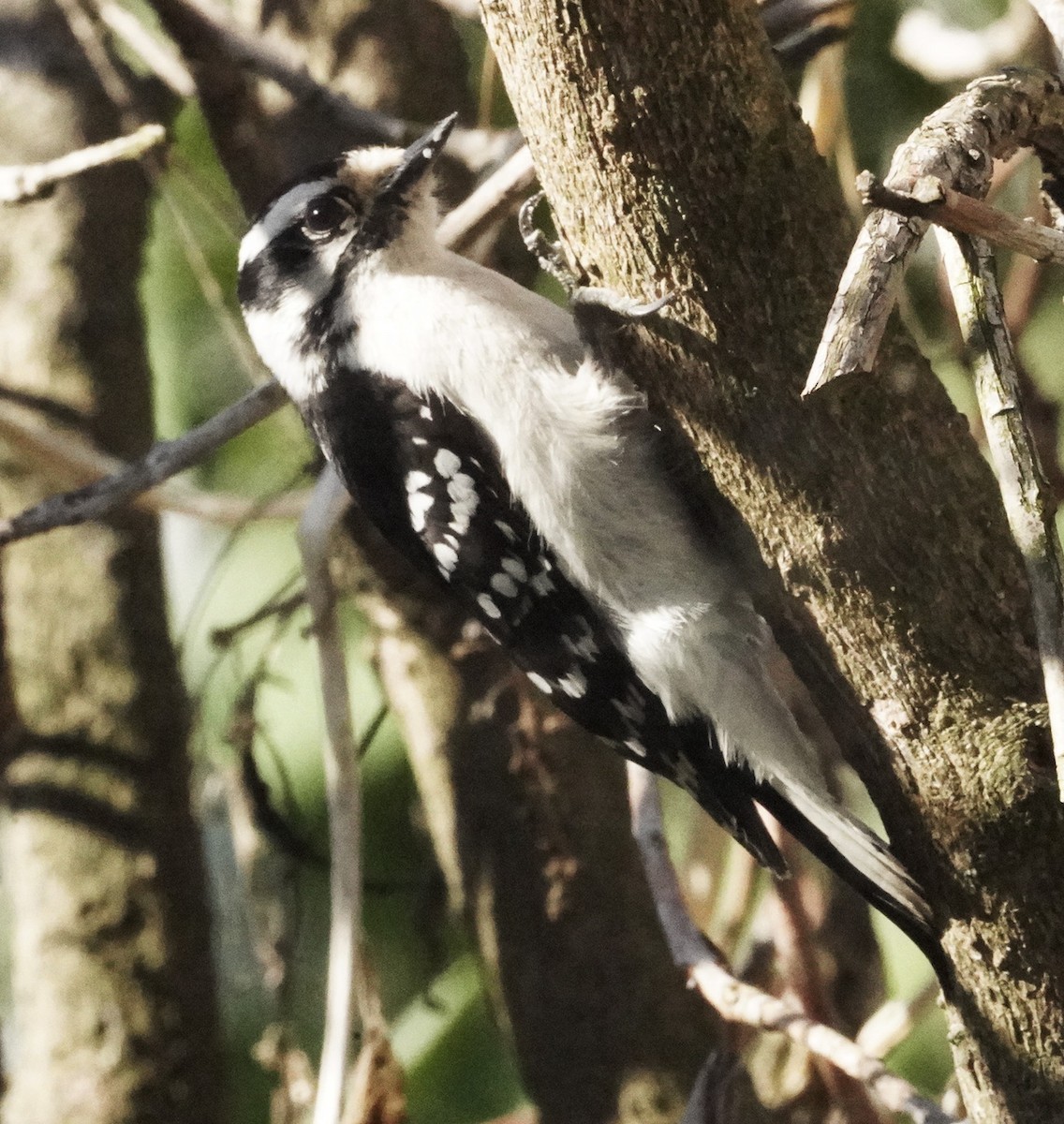 Downy Woodpecker (Eastern) - Amy Swarr