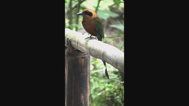 kanelmotmot - ML258330391