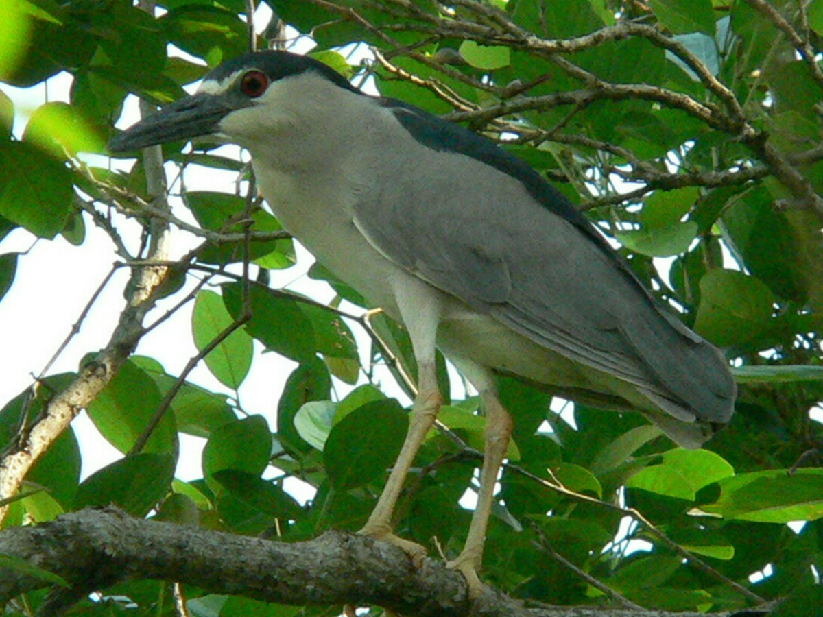 Black-crowned Night Heron - ML258331901