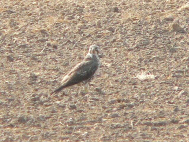 Swainson's Hawk - Charley Hesse TROPICAL BIRDING