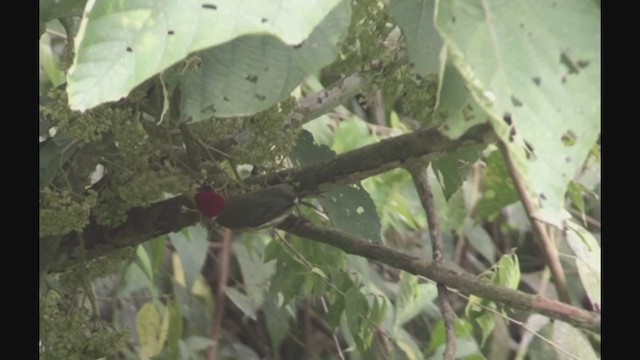 Red-headed Barbet - ML258332181