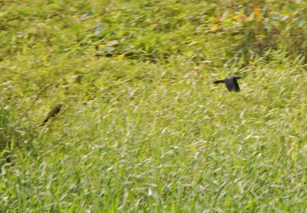 Smooth-billed Ani - ML258332451