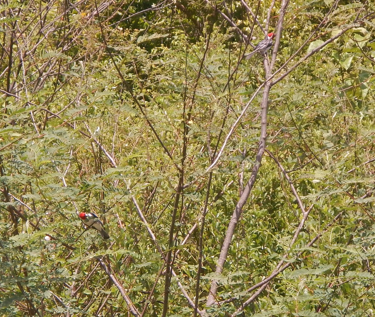 Red-cowled Cardinal - ML258332691