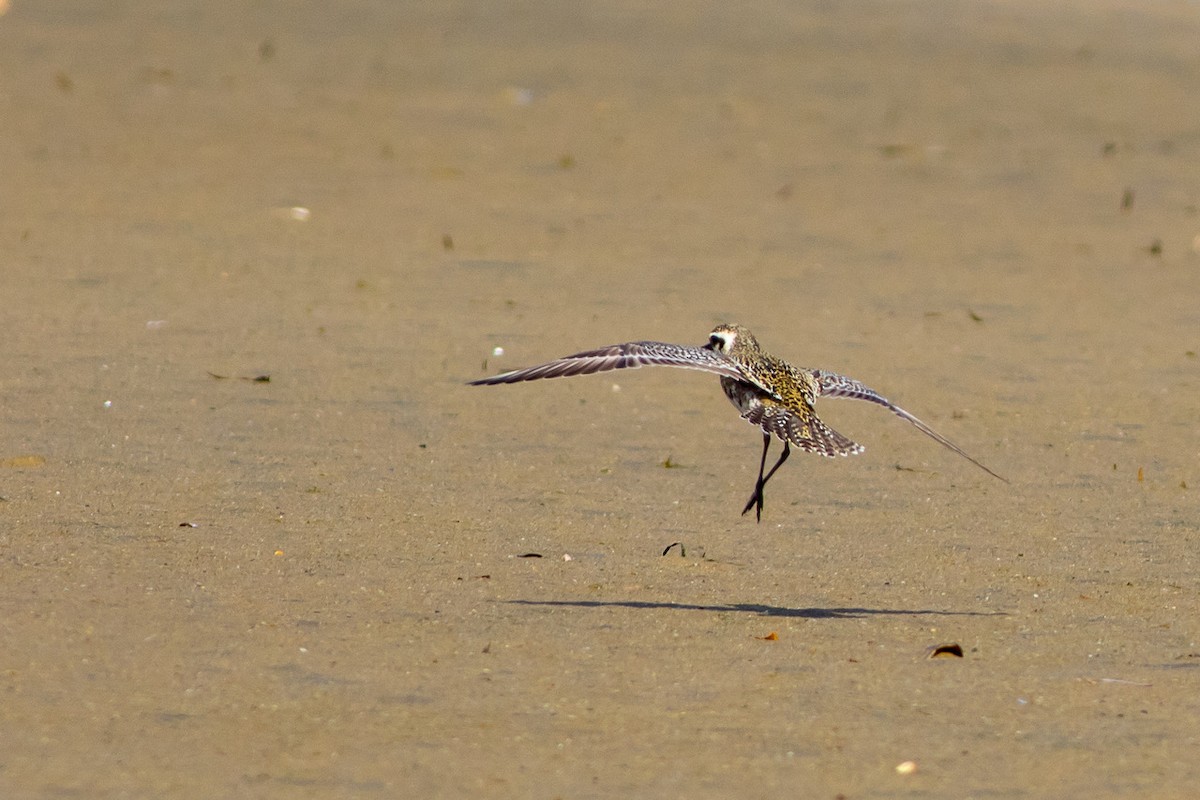 Pacific Golden-Plover - Lee Dunn