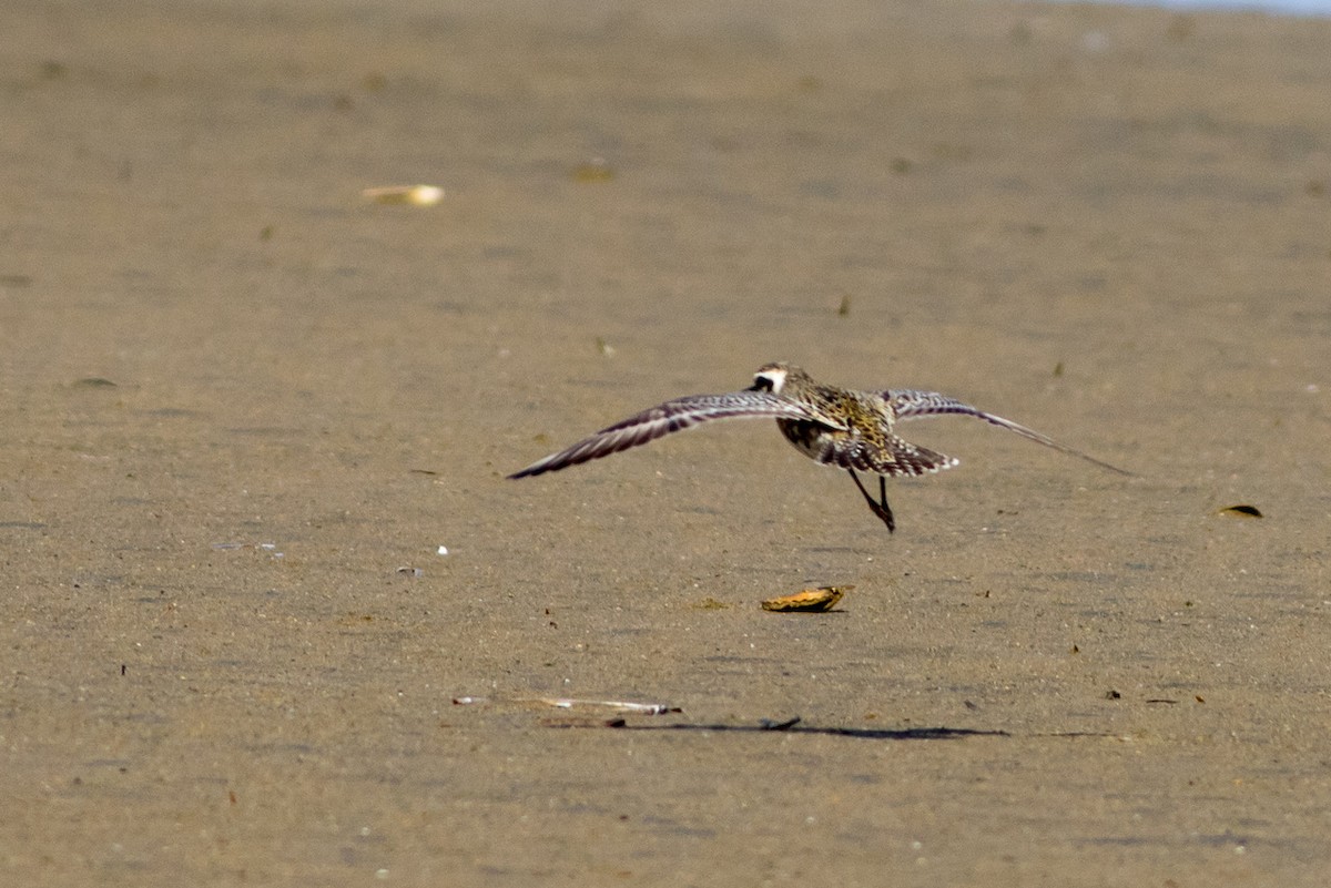 Pacific Golden-Plover - ML258334721