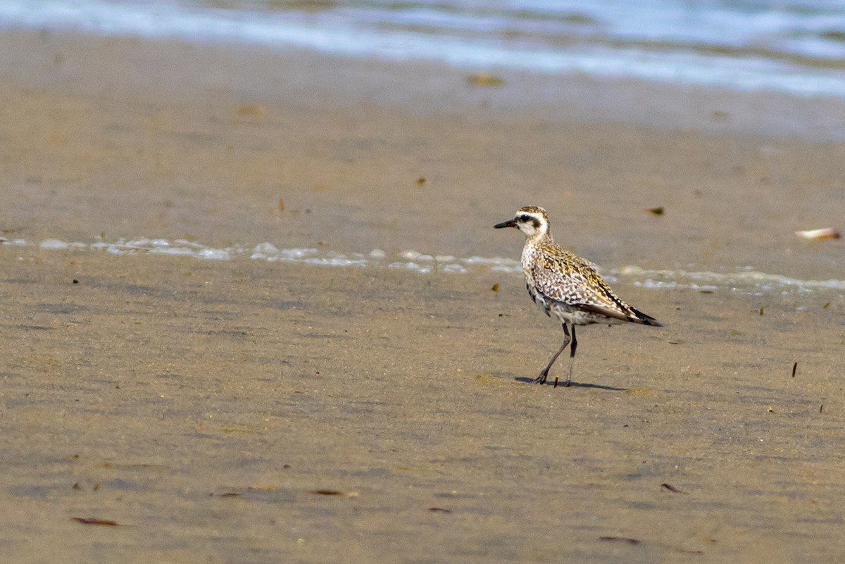 Pacific Golden-Plover - ML258334741