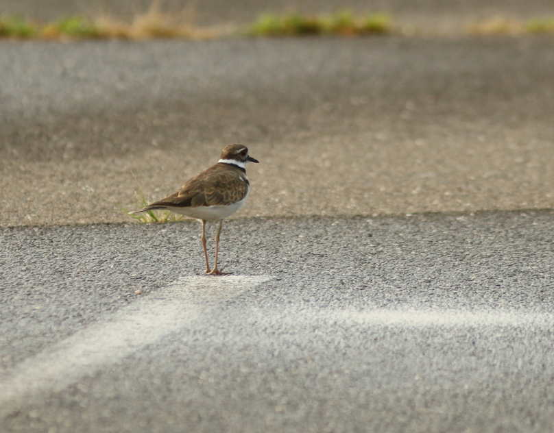 Killdeer - ML258336191