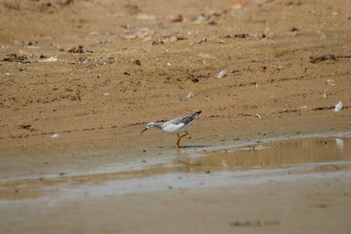 Wilson's Phalarope - ML258336471