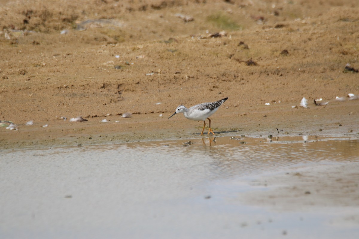 Wilson's Phalarope - ML258336481