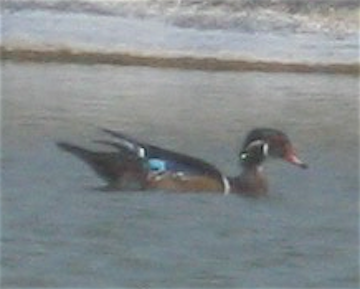 Wood Duck - ML258337471