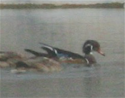 Wood Duck - ML258337491